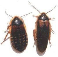 Cucaracha Argentina (Blaptica Dubnia)