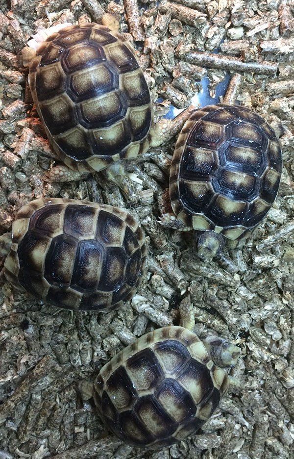 testudo-marginata-2
