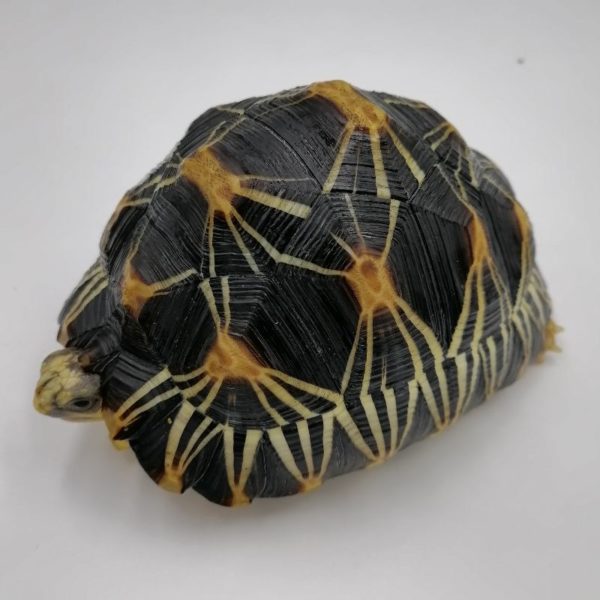 Astrochelys Radiata