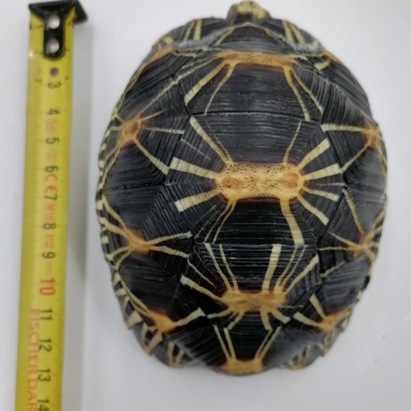 Astrochelys Radiata - Imagen 4