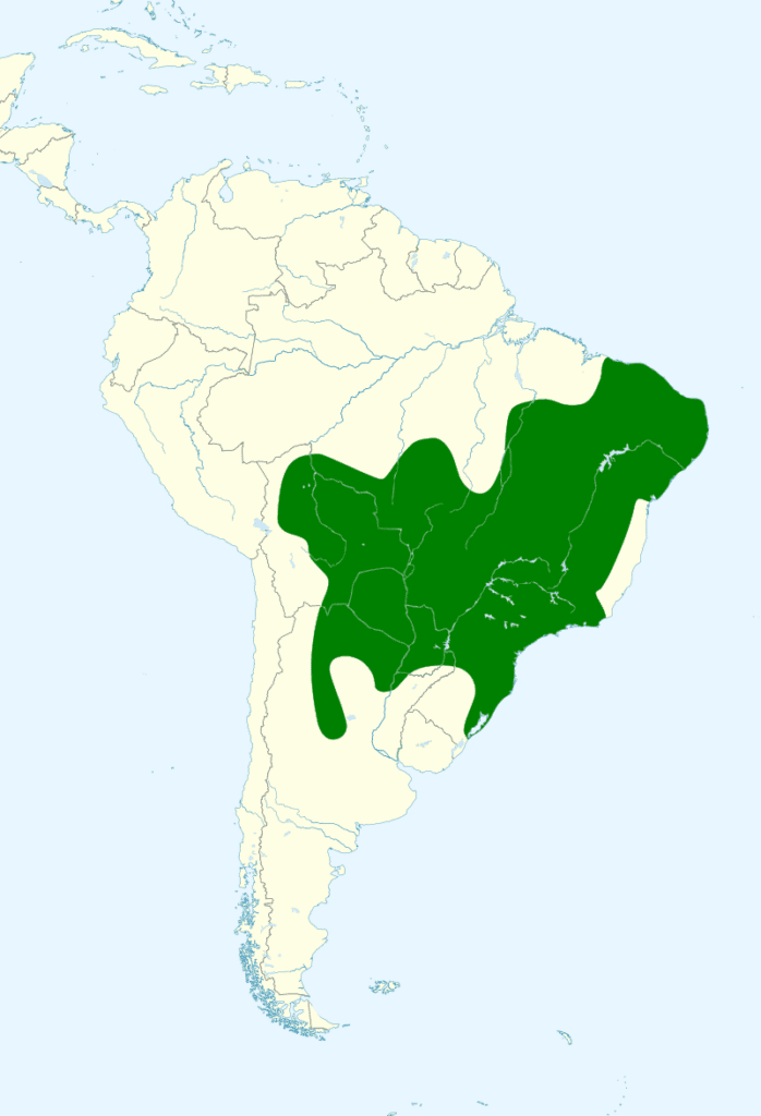 Amazona Aestiva