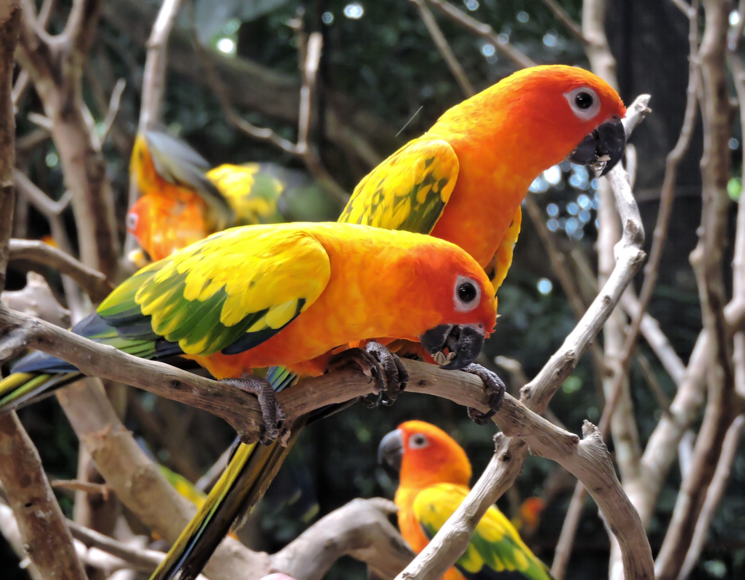 Cotorrita del Sol (Aratinga solstitialis)