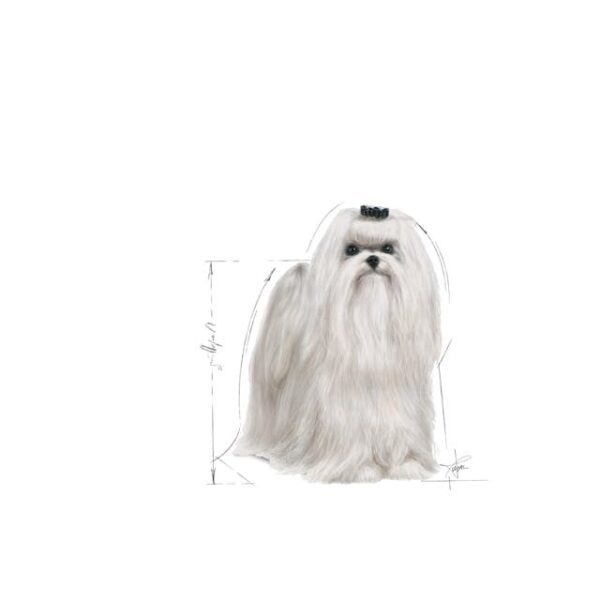 ROYAL CANIN Maltese Adult 1,5 kg - Imagen 3