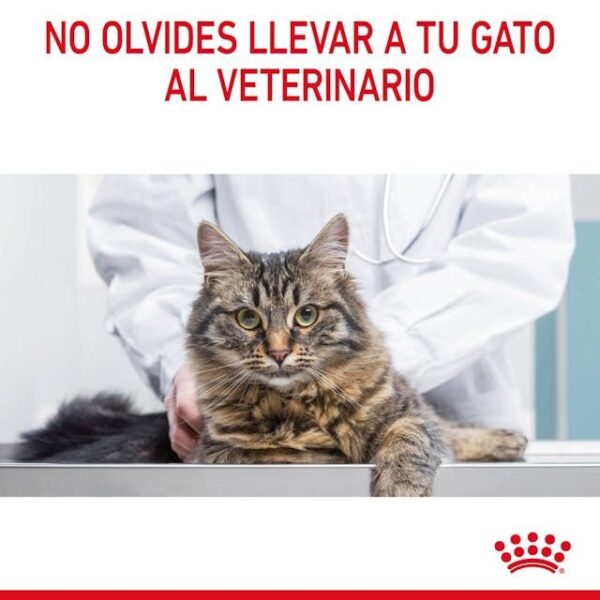 ROYAL CANIN Digest Sensitive (salsa)  85 gr - Imagen 6