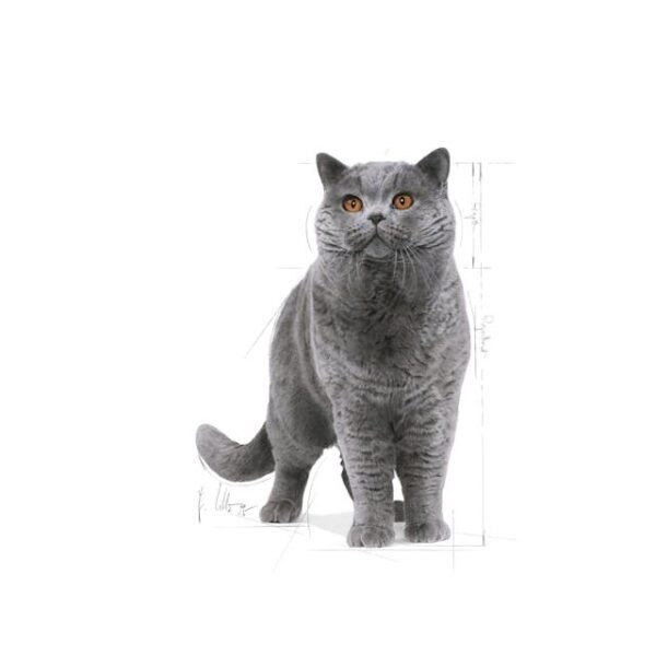 ROYAL CANIN British Shorthair 2 kg - Imagen 3