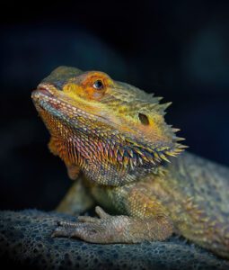 Pogona vitticeps