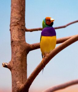 Diamante de Gould