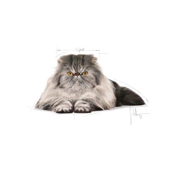 ROYAL CANIN Persian 0,4 kg - Imagen 7