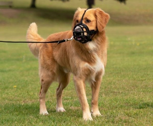 BOZAL BASKERVILLE ULTRA MUZZLE NEGRO TALLA 6 - Imagen 7