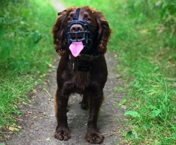 BOZAL BASKERVILLE ULTRA MUZZLE NEGRO TALLA 6 - Imagen 8