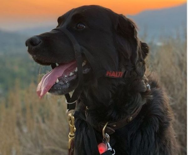 HALTI COLLAR T-0 NEGRO - Imagen 10