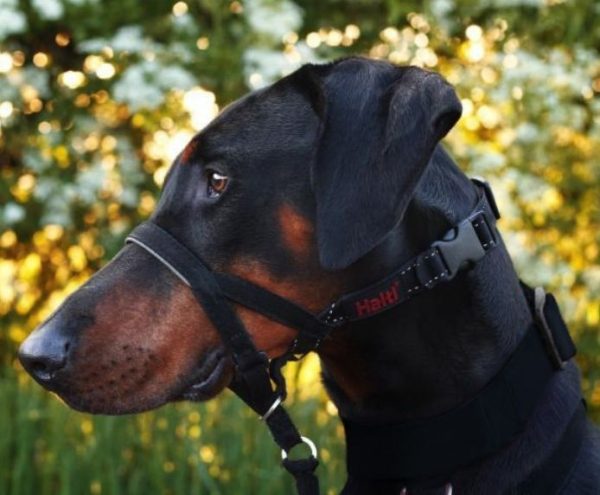 COLLAR PERRO HALTI NEGRO TALLA 4 - Imagen 6