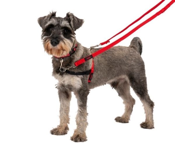 ARNÉS PERRO HALTI TALLA S 30-60cm PECHO - Imagen 3