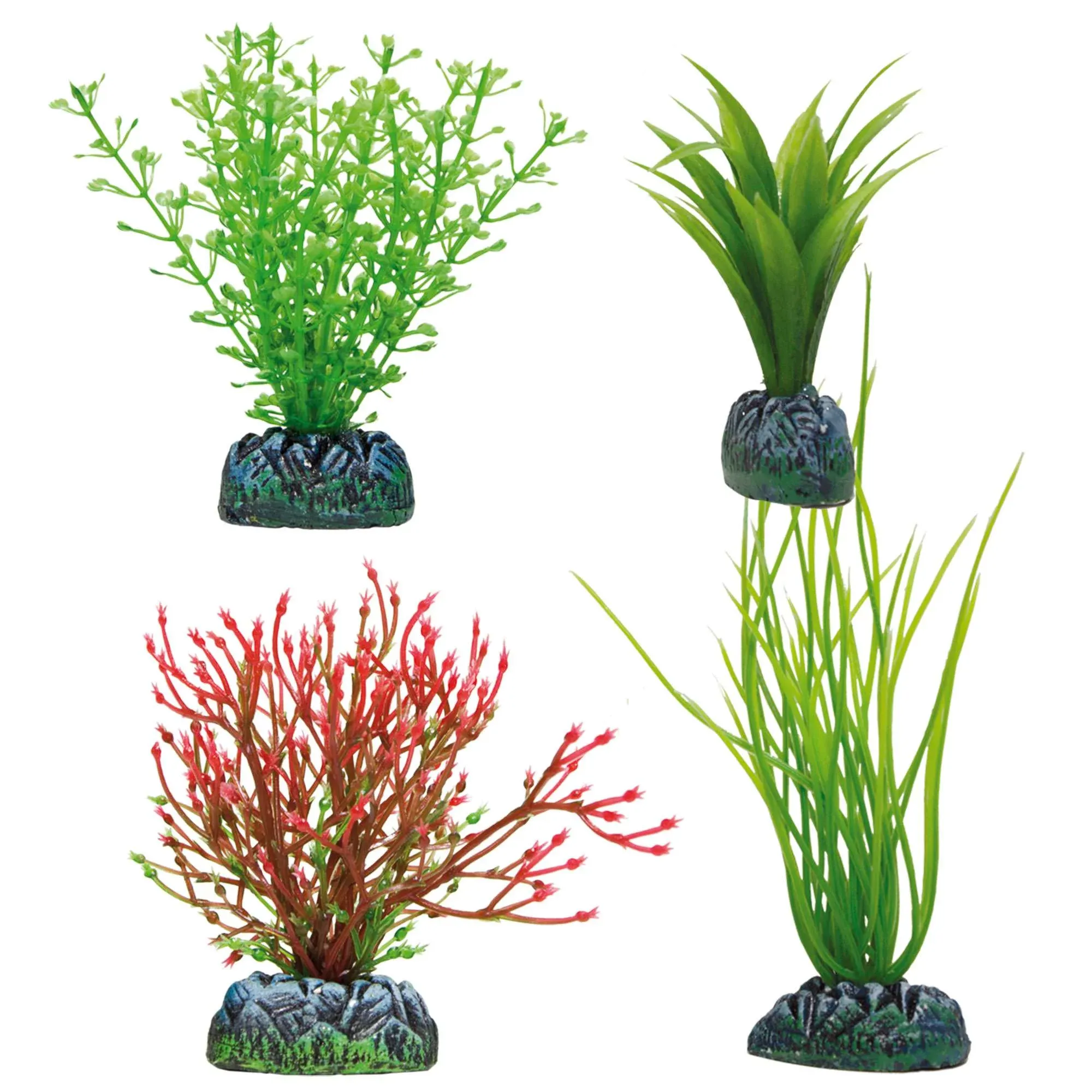 Set Acorus, Amazona, Chara y Chara roja AQUATIC PLANTS