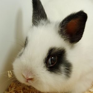 Conejo Toy Blanco y Negro Hembra