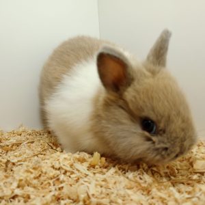 Conejo Toy Blanco y Marrón Claro Hembra