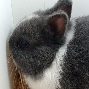 Conejo Toy Azul y Blanco Hembra