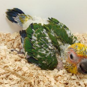 Cotorrita del Sol ARATINGA SOLSTITIALIS