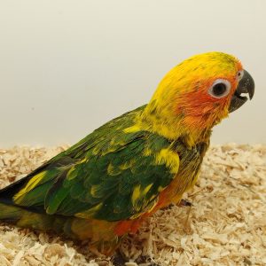 Cotorrita del Sol ARATINGA SOLSTITIALIS