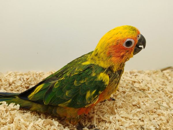 Cotorrita del Sol ARATINGA SOLSTITIALIS