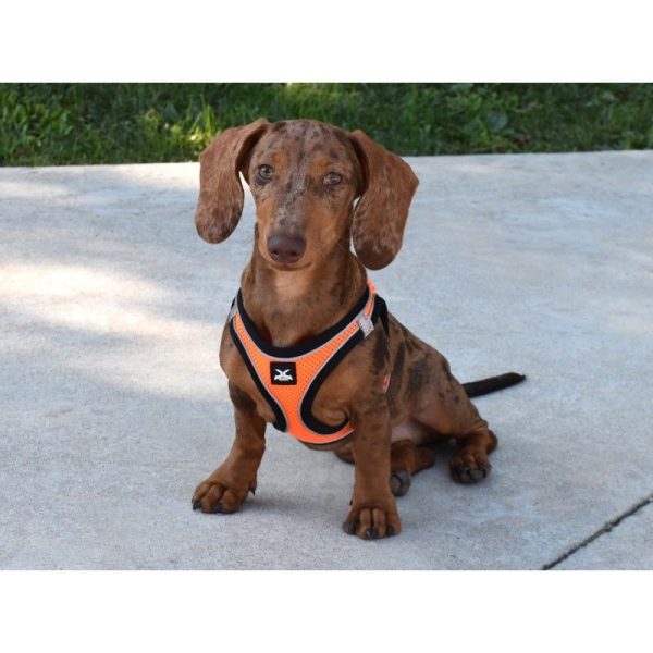 ARNES X-TRM NEO NARANJA S 40-45CM - Imagen 2
