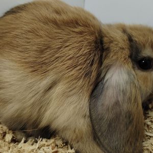 Conejo Belier Mini Loop Chinchilla Macho
