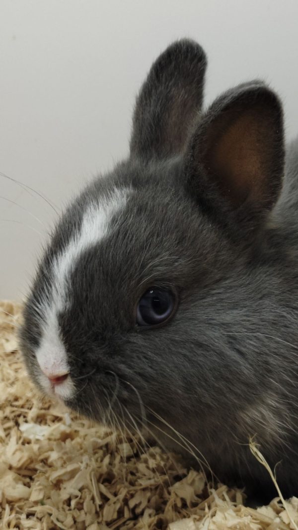 Conejo Toy Azul y Blanco Hembra