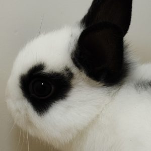 Conejo Toy Blanco y Negro Macho