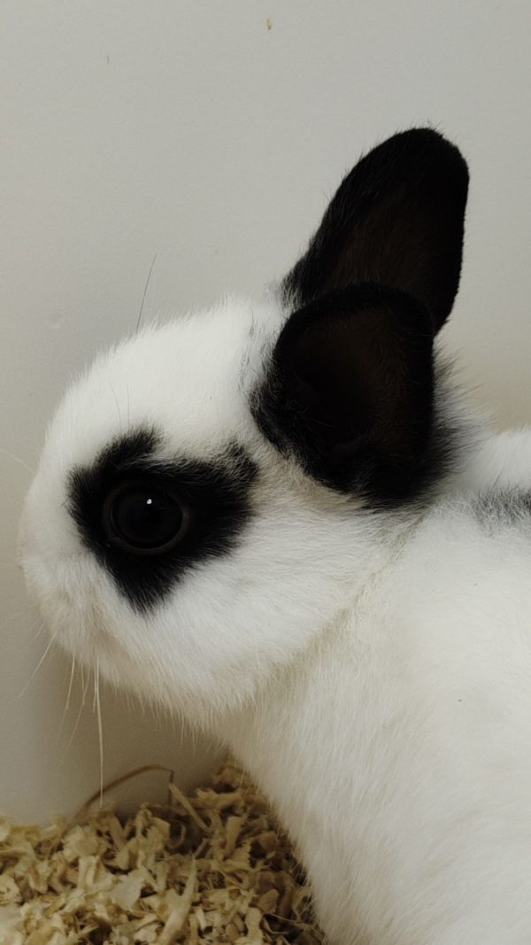 Conejo Toy Blanco y Negro Macho