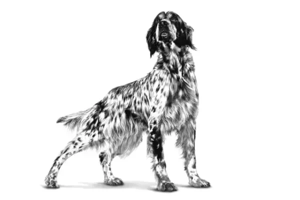 ROYAL CANIN Gastro Intestinal High Fibre 2 kg - Imagen 2