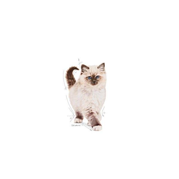 ROYAL CANIN Kitten 10 kg - Imagen 2