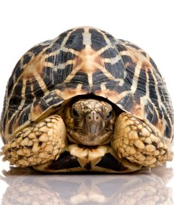 Tortuga Estrellada (Geochelone elegans)