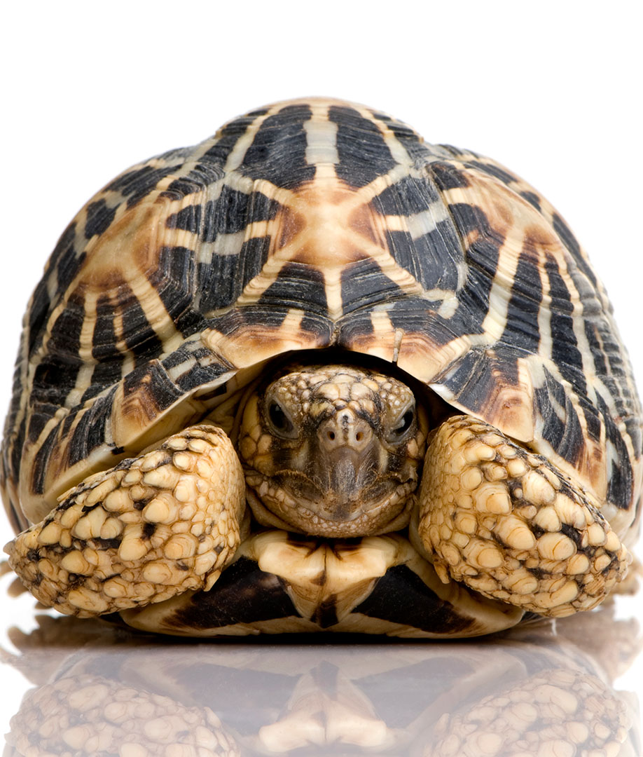 Tortuga Estrellada (Geochelone elegans)