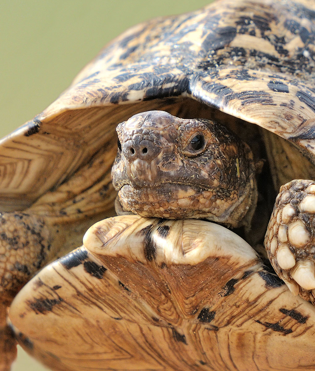 Tortuga Leopardo (Stigmochelys pardalis) Elegancia y serenidad en tu jardín