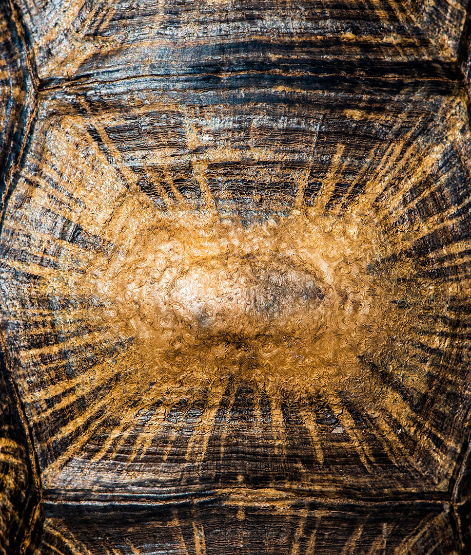Tortuga Radiada (Astrochelys radiata)