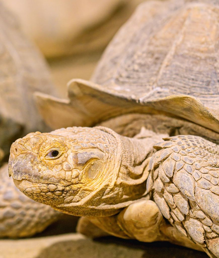Tortuga de Espolones (Centrochelys sulcata)