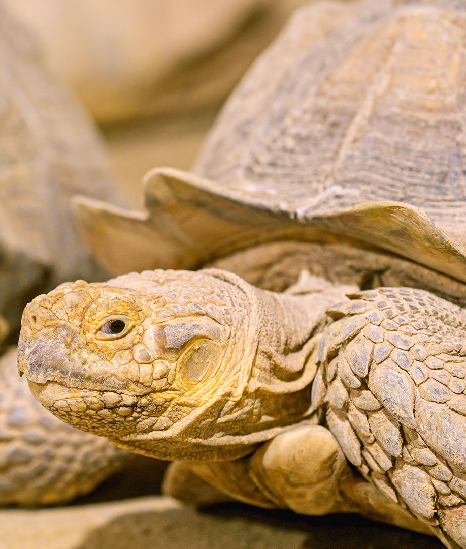 Tortuga de Espolones (Centrochelys sulcata)