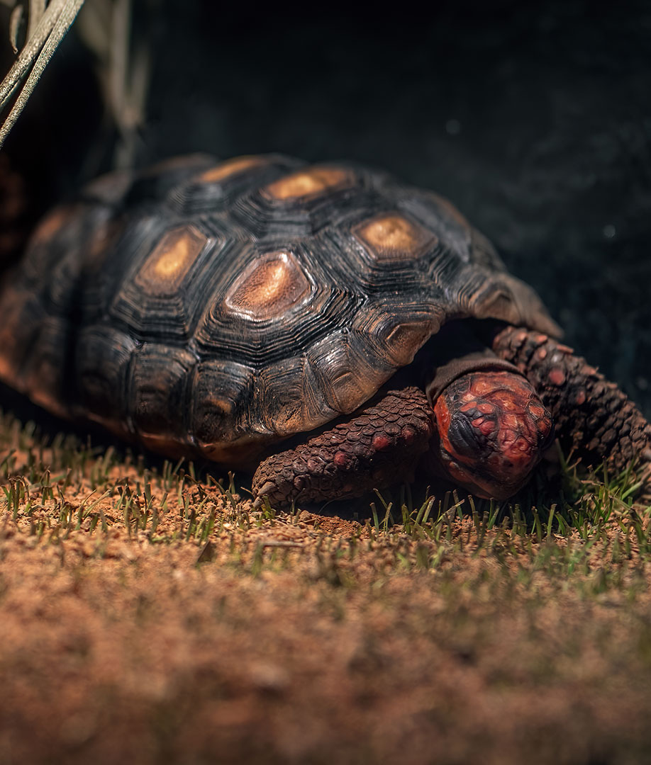 Tortuga de Patas Rojas (Chelonoidis carbonarius)