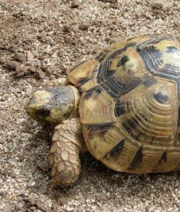 Tortuga Mora (Testudo graeca)