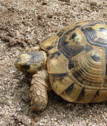 Tortuga Mora (Testudo graeca)
