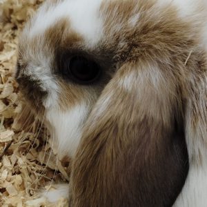 Conejo Belier Mini Loop Blanco y Marrón Hembra