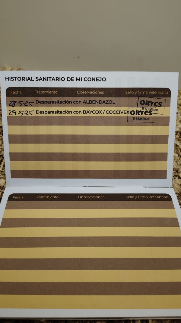Conejo Belier Mini Loop Blanco y Azul Macho - Imagen 3