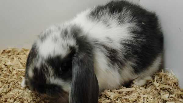 Conejo Belier Mini Loop Blanco y Azul Macho - Imagen 6