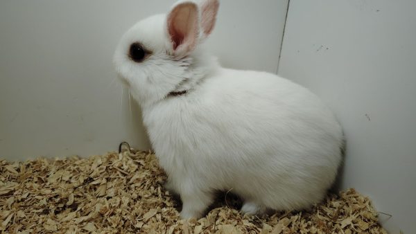 Conejo Toy Blanco Hembra - Imagen 4