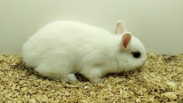 Conejo Toy Blanco Hembra - Imagen 5