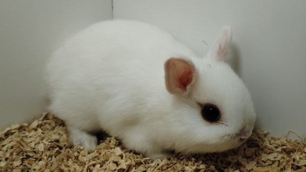 Conejo Toy Blanco Hembra - Imagen 6