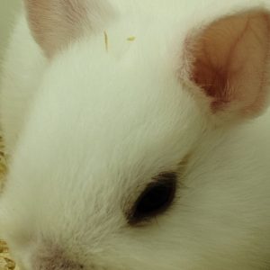 Conejo Toy Blanco Hembra