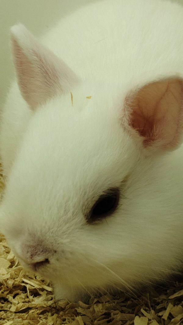 Conejo Toy Blanco Hembra