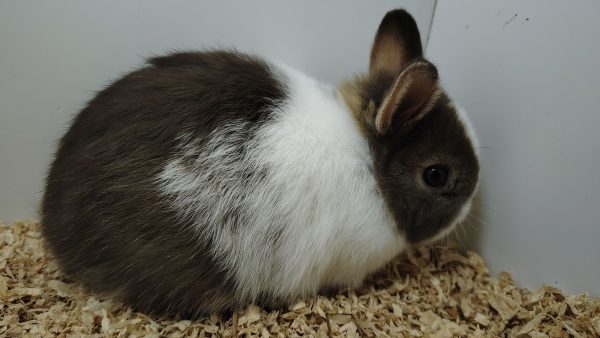 Conejo Toy Chocolate y Blanco Macho - Imagen 6