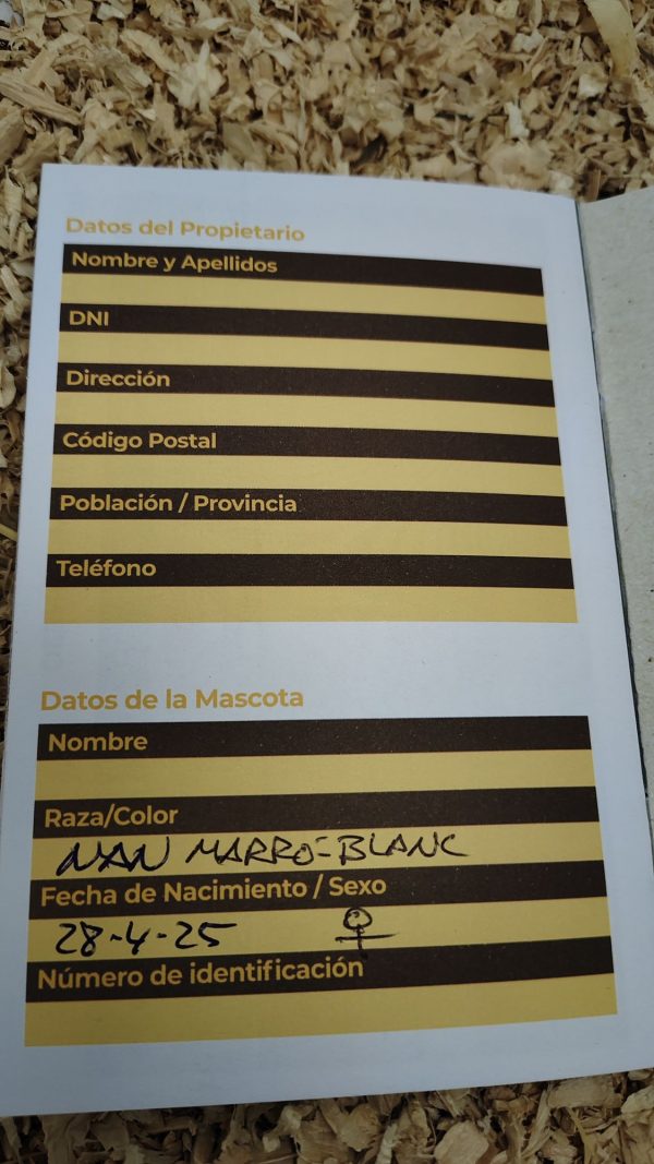 Conejo Toy Marrón y Blanco Hembra - Imagen 2